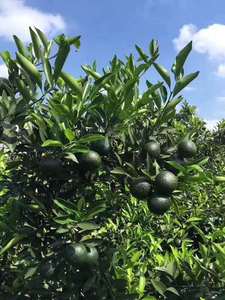 Venta caliente Premium <span class=keywords><strong>Jasmine</strong></span> <span class=keywords><strong>Green</strong></span> <span class=keywords><strong>Tea</strong></span> Perlas de dragón sueltas a granel empaquetadas en caja Bolsa Bolsita - Product Image 6