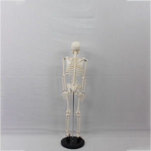 Modelo de Esqueleto Humano de 85 cm (sin nervios ni discos intervertebrales) - Venta al por Mayor de Fabricantes de Esqueletos Humanos Completos - Product Image 1