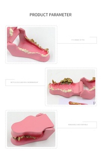 Modèle anatomique de dents de chien en PVC avancé Animal Advanced, peint à la main, 0,4 kg, pour l'enseignement des sciences médicales - Product Image 2