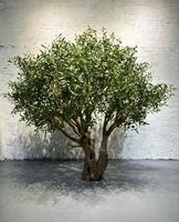 Künstlicher Olivenbaum Lebensechte Kunstpflanze Hoher Topfbaum für Garten, Terrasse, Rasen, Landschaftsgestaltung, Außendekoration, Hofornament, Heimdekoration