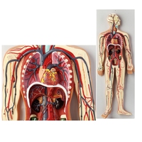 Modèle du système circulatoire humain, organes internes, cœur, anatomie vasculaire, aides pédagogiques pour hôpitaux et écoles, Tianlian