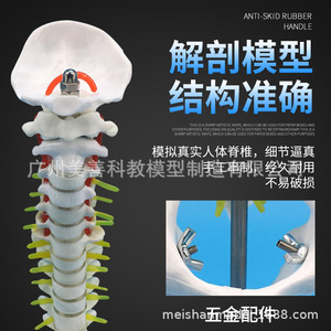 Squelette de simulation pédagogique : modèle de colonne vertébrale de 45 cm avec modèle d'os de jambe, spécimen de squelette humain à l'échelle 1:1, vertèbres lombaires. - Product Image 1