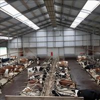 Bâtiment industriel en structure métallique pour abri de bétail, poulailler, ferme et utilisation agricole préfabriquée