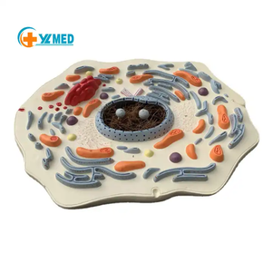 Modèle d'enseignement d'expériences biologiques, <span class=keywords><strong>assistant</strong></span> d'enseignement visuel, modèle de structure submicroscopique des cellules animales - Product Image 3