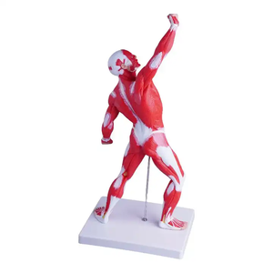 Modelo de Maniquí Anatómico, Torso de Cuerpo <span class=keywords><strong>Humano</strong></span> con Músculos y <span class=keywords><strong>Esqueleto</strong></span>, <span class=keywords><strong>para</strong></span> Educación Médica y Ciencia, Impreso a Color - Product Image 3