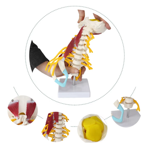 <span class=keywords><strong>Model</strong></span> otot tengkuk canggih sains medis anatomi manusia tulang belakang tengkuk <span class=keywords><strong>Model</strong></span> W/batang otak - Product Image 1