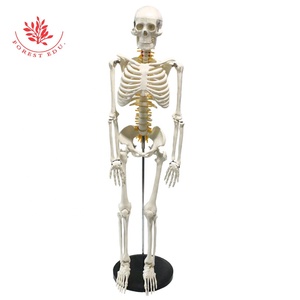 <span class=keywords><strong>Esqueleto</strong></span> humano médico, modelo de <span class=keywords><strong>esqueleto</strong></span> de 85 cm, nervios espinales, raíz de la arteria cervical roja y <span class=keywords><strong>el</strong></span> nervio espinal amarillo - Product Image 4