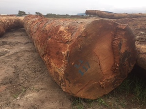 Natural Preservative Tali Logs High Strength African Hardwood Strong Load Bearing Export Grade 4m Length 60cm Diameter - Product Image 3