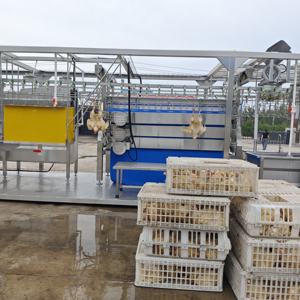 Línea de Sacrificio Avícola a Pequeña Escala para África, Máquina Automática de Matanza de Pollos de 500 Bph, Directo de Fábrica - Product Image 1