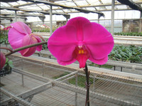Différentes fleurs, telles que les Phalaenopsis, les orchidées