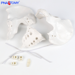 PNATOMY PNT-T112a modèle anatomique de bassin féminin grandeur nature (plastique détachable) affiche les os pelviens coccyx symphyse pubienne - Product Image 6