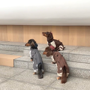 Abrigo de invierno de perro salchicha de poliéster con estampado clásico ecológico a prueba de frío <span class=keywords><strong>para</strong></span> <span class=keywords><strong>Yorkshire</strong></span> Terrier tallas pequeñas y medianas - Product Image 3