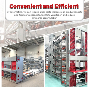 Equipo Avícola Automático Tipo H, Jaulas de Alimentación para Cría de Pollos, Sistema de Baterías para Gallinas Ponedoras Tipo H - Product Image 4