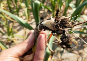 Cure Diseasae Effect Agriculture Engrais microbien Écologique Promouvoir l'enracinement - Product Image 5