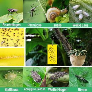 Trappole Adesive Bifacciali Gialle Non Tossiche Ecologiche <span class=keywords><strong>in</strong></span> PP e Carta per il Controllo degli Insetti, Uso <span class=keywords><strong>in</strong></span> <span class=keywords><strong>Giardino</strong></span>, Prezzo Conveniente - Product Image 3