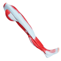 Modèle d'anatomie musculaire des membres inférieurs humains enseignement médical anatomie musculaire 3D jambe 9 parties modèle musculaire d'homme