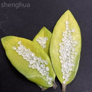 เม็ดพลาสติก PP วัตถุดิบเม็ดพลาสติก PP บริสุทธิ์บล็อกวัสดุโพลีโพรพิลีน - Product Image 2