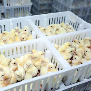 ตะกร้าไก่เด็ก จัดส่งกล่องไก่ ตะกร้าไก่ PP อายุหนึ่งวัน ขายวัสดุใหม่ 4 ฉากกั้น - Product Image 2
