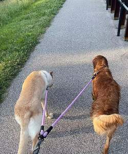 Correas reflectantes ajustables de doble punta, acoplador sin enredos, correa de perro de Boutique doble antienredos para perros pequeños, medianos y grandes - Product Image 6