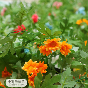 ดอกเดซี่ไวน์ประดิษฐ์ ดอกไม้ผ้าไหม ใช้ซ้ำได้ ตกแต่งผนังงานแต่งงานในร่ม สีชมพู สีส้ม สีแดงกุหลาบ สีฟ้า สีขาว สีชมพูอ่อน - Product Image 2