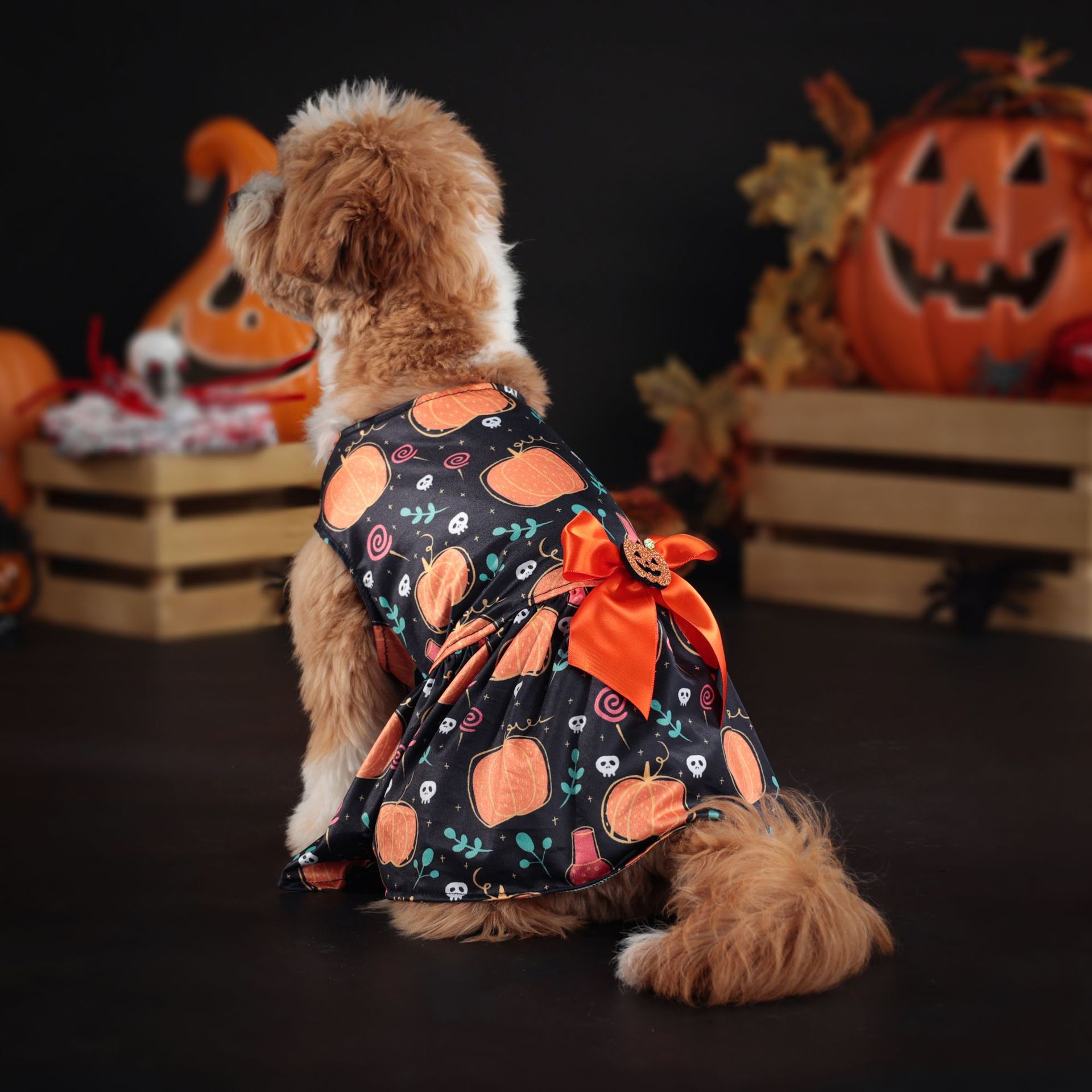 Professional Manufacturer Halloween Costume Funny Costumes for Small Dogs Cats Dog Spider Pumpkin Fancy Dress| Alibaba.com Professional Manufacturer Halloween Costume Funny Costumes for Small Dogs Cats Dog Spider Pumpkin Fancy Dress| Alibaba.com