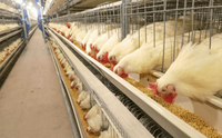 Cage Batterie H Moderne pour Poules Pondeuses 60/80 Oiseaux, Automatique, Galvanisée pour Élevage Avicole Professionnel
