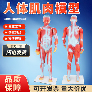 Modèle de présentation médicale, modèle de démonstration en classe de biologie, matériel pédagogique, modèle musculaire du corps humain de 85 cm - Product Image 4