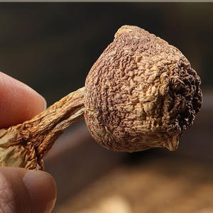 थोक जी गीत उच्च गुणवत्ता वाले सूखे हिमटसुले मशरूम प्राकृतिक कार्बनिक मशरूम एजिरकस ब्लेजी भित्ति चित्र - Product Image 2