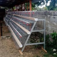 Nouvelles cages à poulets de type RTL et D, capacité de 48 têtes, avec système d'abreuvement automatique, longue durée de vie