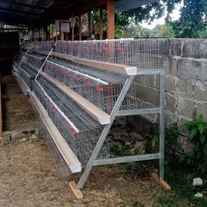 กรงไก่แบบ <span class=keywords><strong>RTL</strong></span> และ D รุ่นใหม่ ความจุ 48 ตัว พร้อมระบบให้น้ำอัตโนมัติ อายุการใช้งานยาวนาน - Product Image 4
