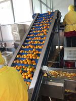 Industriële Automatische Mandarijn Oranje Peeling Machine