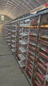 Duradero y cómodo para <span class=keywords><strong>jaula</strong></span> <span class=keywords><strong>de</strong></span> cría <span class=keywords><strong>de</strong></span> codornices/<span class=keywords><strong>jaula</strong></span> <span class=keywords><strong>de</strong></span> colocación <span class=keywords><strong>de</strong></span> codornices - Product Image 5