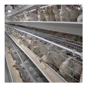 Meilleure vente poule Cage 96,120,128,160 oiseaux couche poulet Cage volaille batterie à vendre poulet nichoir Shilaya fourni