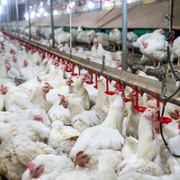 Système d'abreuvement automatique GREATFARM pour volailles, ligne de conduite d'eau en PVC avec abreuvoir à tétine pour élevage de poulets de chair et poules pondeuses en cage
