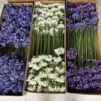 Hochwertiges Europäisches 3D-Gedrucktes Geprägtes Muster Seiden-Kunstblumen-Agapanthus Tischdekoration für Hochzeit und Heim