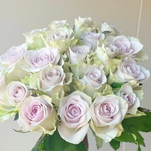 Rosas Coloridas <span class=keywords><strong>de</strong></span> Alta Calidad Grado AB <span class=keywords><strong>de</strong></span> Kunming, Yunnan, Decoración para Bodas, Flores Frescas al por Mayor, Envío Directo Disponible - Product Image 2