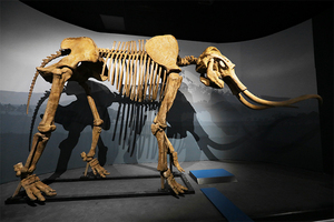 Réplica Realista de Fósil de Dinosaurio, Esqueleto de Dinosaurio Simulado para Parques y Arqueología - Product Image 5