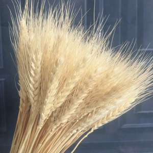 Fiori Secchi di Grano, Piante Pastorali Naturali in Colori Primari per Decorazioni Autunnali - Product Image 5