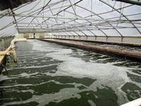 Souffleurs et compresseurs de racines électriques 75 hp pour convoyeur à haute pression Poudre fourragère Traitement des eaux usées Étangs à poissons
