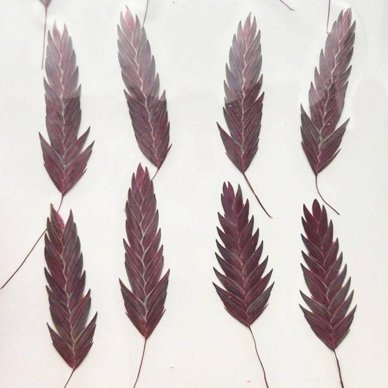 MH484 Teint Rouge 4-7cm