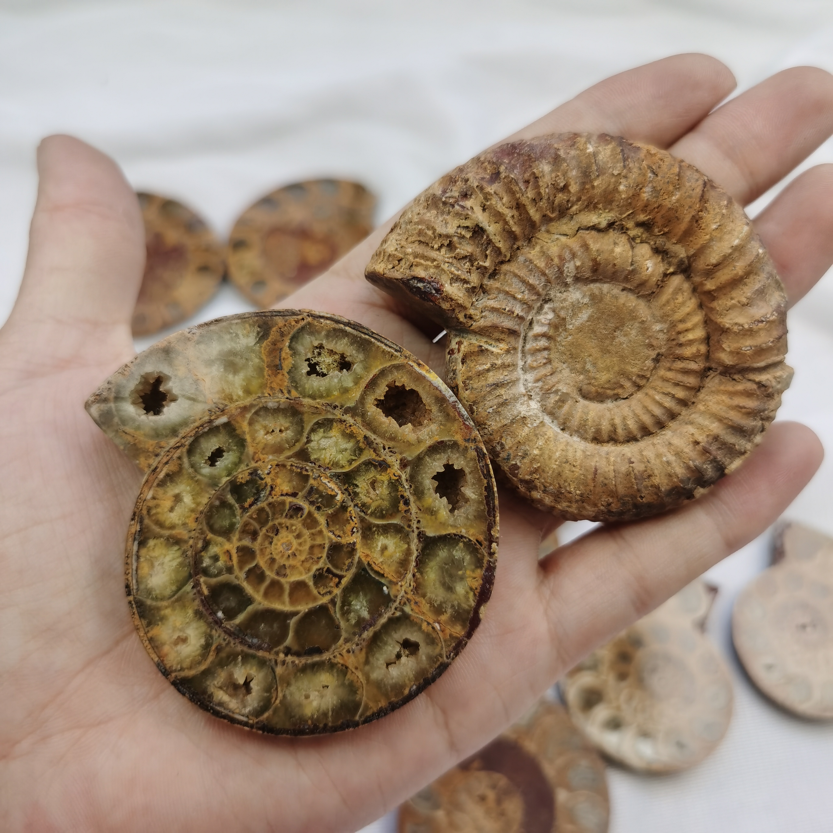 Conque moulin à vent