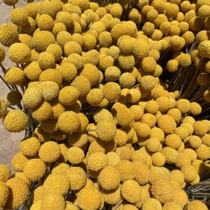 Arreglos de ramo de Plantas secas G50 decorar Craspedia Natural Globosa flores secas amarillo Billy botones bolas ramo - Product Image 3