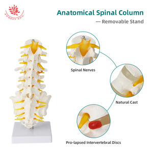 Modèle de colonne lombaire FRT034, modèle de ceinture vertébrale lombaire à cinq segments et de sacrum, modèle de hernie discale intervertebrale - Product Image 4