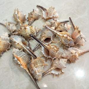 เปลือก<span class=keywords><strong>หอย</strong></span><span class=keywords><strong>สังข์</strong></span>ธรรมชาติ <span class=keywords><strong>หอย</strong></span><span class=keywords><strong>หนาม</strong></span> <span class=keywords><strong>หอย</strong></span>แม่มด สำหรับใช้เป็นอุปกรณ์ประกอบฉาก ตกแต่งตู้ปลา จัดสวน - Product Image 4