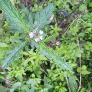 <span class=keywords><strong>Verbena</strong></span> Silvestre Ma Bian Cao, HERBA VERBENAE, <span class=keywords><strong>Verbena</strong></span> <span class=keywords><strong>Officinalis</strong></span> Seca Natural en Trozos para la Venta - Product Image 3