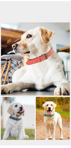 Accessoires pour animaux de compagnie, ensemble collier et laisse pour chien, métal, cuir, personnalisé avec photo et lettre, collier pour chien en cuir rouge rose - Product Image 3