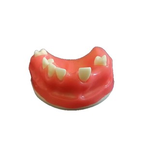 Modèle dentaire Dt M2024, modèle anatomique pédagogique, modèle d'exercice maxillaire en silicone médical pour les sciences médicales - Product Image 2