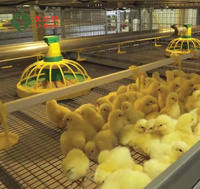 Nouveau système d'alimentation automatique anti-gaspillage pour l'élevage au sol des poules pondeuses dans les fermes