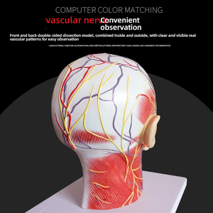 Sezione sagittale con vasi sanguigni e nervi per l'allenamento modello di anatomia della testa facciale di educazione medica - Product Image 3