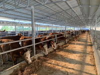 Abri semi-ouvert pour bétail, hangar à bovins en structure métallique, bergerie en acier, bâtiment en acier pour bétail et moutons à usage agricole